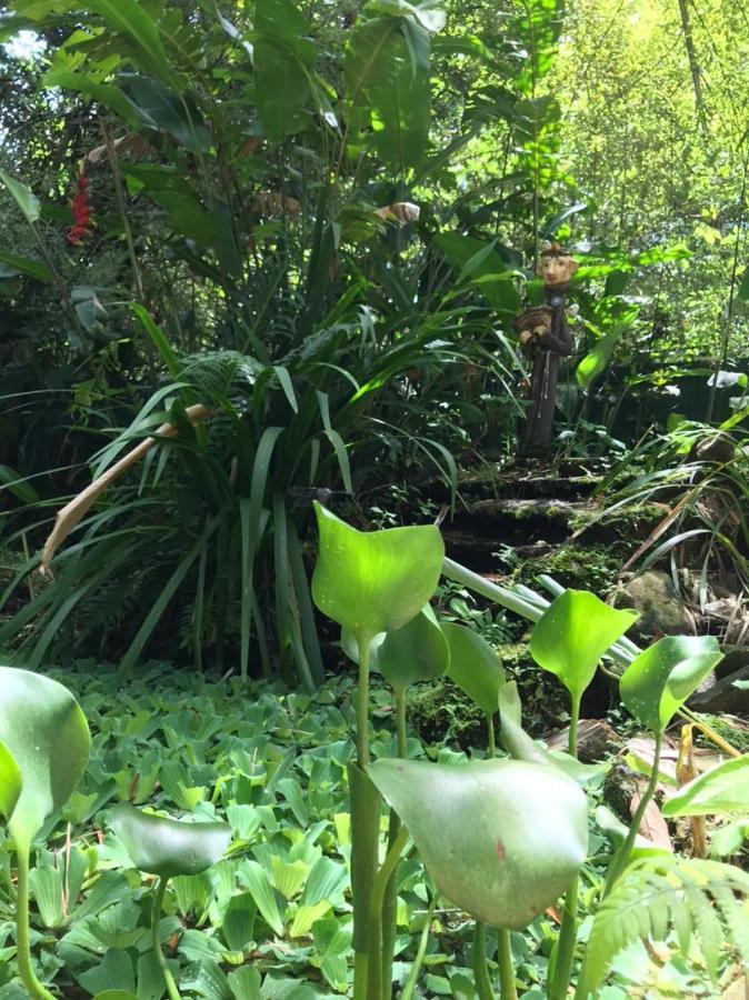 Casa A Beira Do Rio Jaguareguava Na Mata Atlantica Em Bertioga Spヴィラ エクステリア 写真