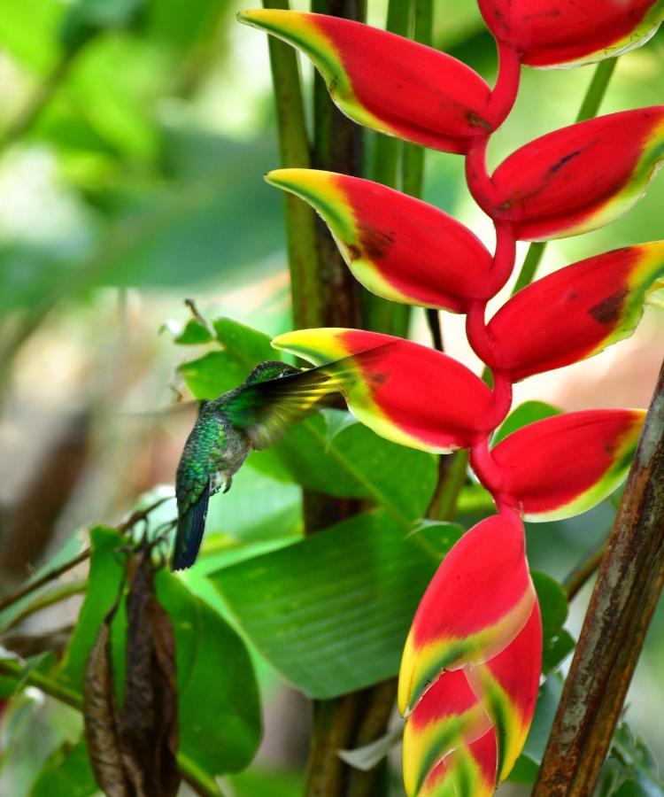 Casa A Beira Do Rio Jaguareguava Na Mata Atlantica Em Bertioga Spヴィラ エクステリア 写真